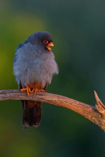 Red-footed Falcon, (Falco vespertinu), perching station, falcon family, Tower Hide, Tiszaalpár,