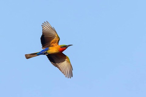 Red-throated Bee-eater, (Merops bulocki), flight photo, Bansang quarry, Bansang, South Bank,