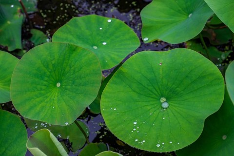 Green water lily pads with water droplets in the pond, creating a natural and calming atmosphere,
