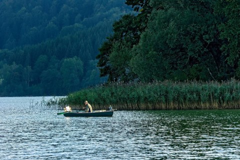 Single angler in rowing boat on the shore with common reed (Phragmites australis), Schliersee,