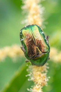 Golden crownwort (Cetonia aurata) on a chestnut blossom. Bas Rhin, Alsace, France, Europe