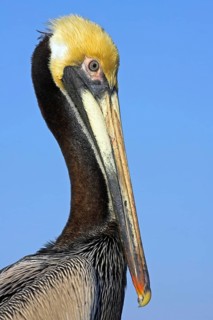 Brown pelican (Pelecanus occidentalis), Brown Pelican, Portrait, Sanibel Fishing Pier, Sanibel,