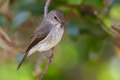 Dark flycatcher, (Muscicapa adusta), family of flycatchers, Harold Porter National Botanical