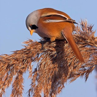 Bearded reedling (Panurus biarmicus), Offstein sewage ponds, Rhineland-Palatinate, Federal Republic