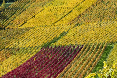 Vineyards in autumn, Rotenberg, Stuttgart, Baden-Württemberg, Germany, Europe