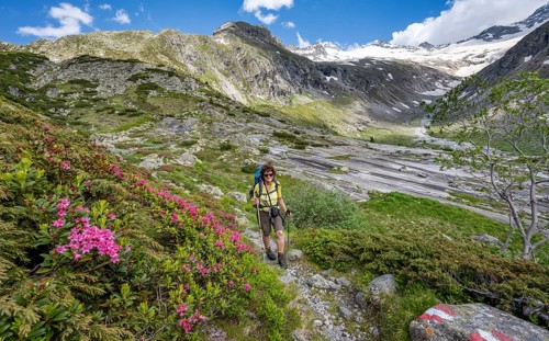 Mountaineer on hiking trail with alpine roses, picturesque mountain landscape, behind mountain peak