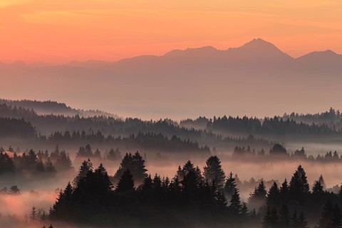 Morning fog over trees, mountains, near Bad Kohlgrub, Bavarian Alps behind, Bavaria, Germany,