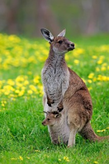 Kangaroo Island grey kangaroo (Macropus fuliginosus fuliginosus), adult, female, young animal, in