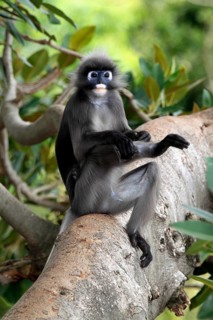 Spectacled langur (Trachypithecus obscurus), Asia, male, adult, tree, Malaysia, Asia