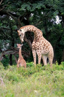 Cape giraffe (Giraffa camelopardalis giraffa), mother with juvenile, adult with juvenile, Saint