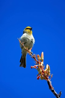 Golden-headed Penduline Tit, (Auriparus flaviceps), adult, on wait, on Ocotillo, singing, Sonoran
