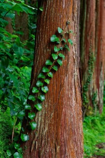 A tree trunk wrapped in green ivy vines in the middle of a forest, Grena Park, Furnas, George