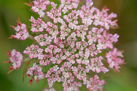 Detail of a Wild carrot flowering in pink colour