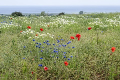 Poppy flower (Papaver Rhoeas), cornflower (Centaurea cyanea) and Scentless mayweed