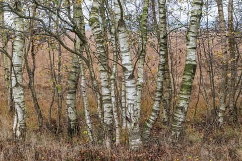 Birches (Betula pendula) in the moor in autumn leaves, Emsland, Lower Saxony, Germany, Europe