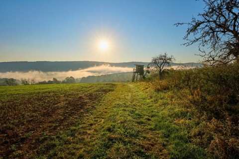 Sunny morning over a meadow with trees and hunting pulpit, fog, quiet and peaceful atmosphere,