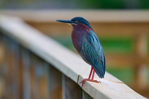 Green Heron (Butorides virescens), stands on wooden railing, Wakodahatchee Wetlands, Delray Beach,