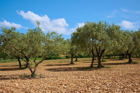 Olive grove (Olea europaea), in summer, Provence, Alpes-de-Haute-Provence, France, Europe