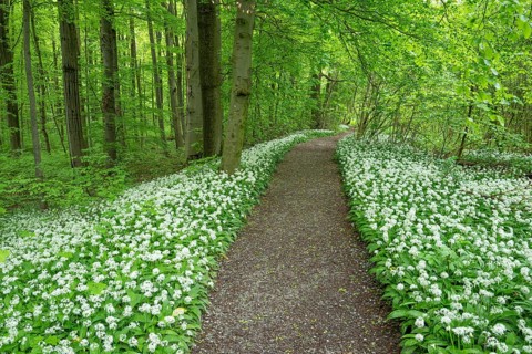 Path through a near-natural deciduous forest, copper beech forest (Fagus sylvatica) with flowering