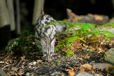Common genet (Genetta genetta), wildlife in a forest, Montseny National Park, Catalonia, Spain,
