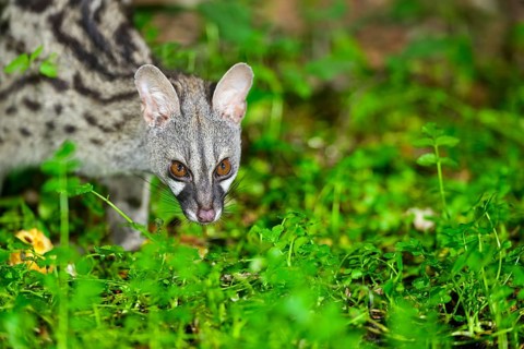 Common genet (Genetta genetta), wildlife in a forest, Montseny National Park, Catalonia, Spain,