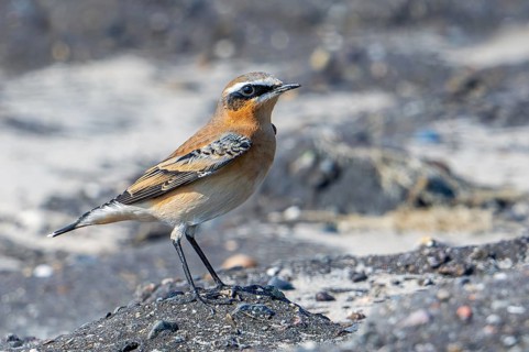 Northern wheatear (Oenanthe Oenanthe, Motacilla Oenanthe) adult male in non-breeding plumage in