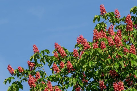 Blooming red horse-chestnut (Aesculus × carnea) artificial hybrid tree showing flowers and leaves