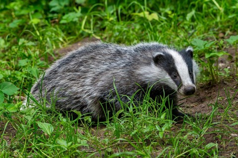 European badger (Meles meles) four months old cub foraging in meadow at forest's edge in spring