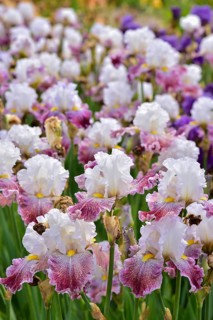 Irises in an iris field near Larnas in the French department of Ardèche, France, Europe