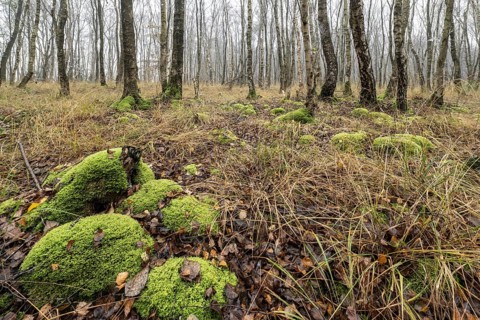 Fog in birch quarry forest (Betula pendula), Emsland, Lower Saxony, Germany, Europe
