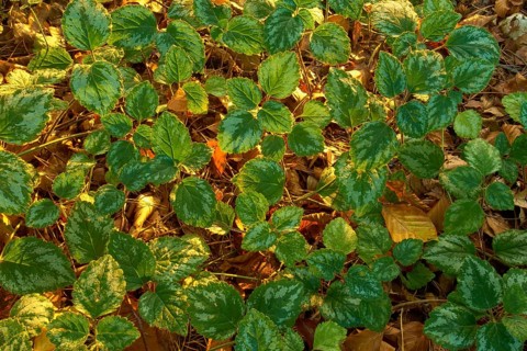 Yellow weasel-snout (Lamium galeobdolon), leaves on the autumn forest floor in the warm light