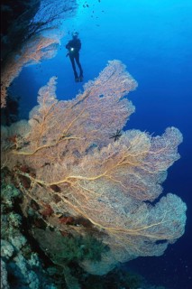Fan coral (Annella mollis) synonym (Subergorgia mollis) in the background Silhoette of Taucher, Red