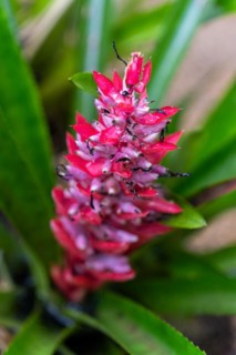 Bromeliad flowers in the rainforest, Amazon Museum MUSA, Cidade de Deus, Manaus, Brazil, South