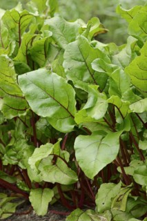Beetroot (Beta vulgaris ssp. vulgaris var. conditiva), North Rhine-Westphalia, Germany, Europe