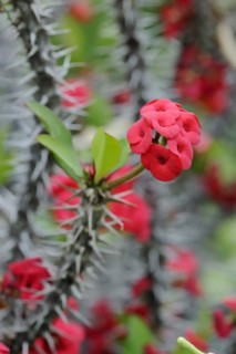 Crown of thorns (Euphorbia milii), flowers, native to Madagascar, ornamental plant, North