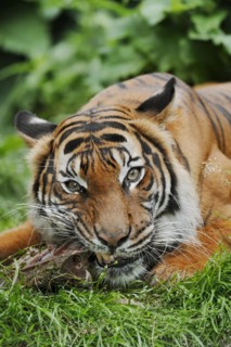 Sumatran tiger (Panthera tigris sumatrae), feeding, captive, occurring on Sumatra, Indonesia, Asia