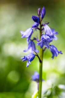 Bluebell, Hyacinthoides non-scripta in forest at spring time
