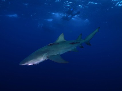 Lemon shark (Negaprion brevirostris) with a fishhook in its mouth glides elegantly through the