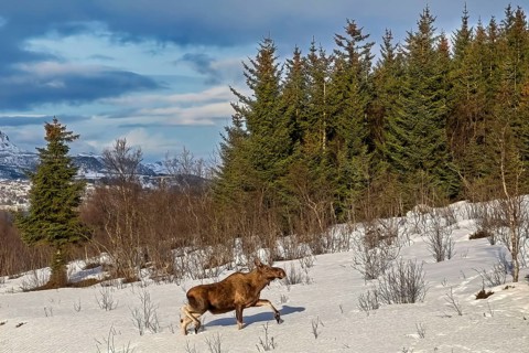 A moose stands in a snowy landscape with evergreen trees and mountains in the background, Elch in