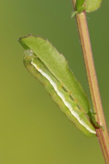 Gothica catkin owl or brownish grey spring owl (Orthosia gothica), caterpillar, North