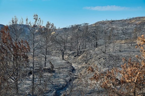 A burnt forest on a hill, the charred trees and the desolate atmosphere bear witness to the