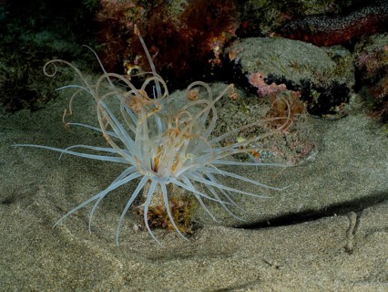 Colourful cylinder rose (Pachycerianthus) with long tentacles on a sandy seabed at night. Dive site