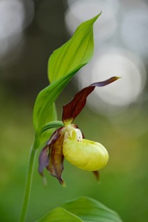 Close-up of lady's-slipper orchid (Cypripedium calceolus) in a forest in spring, Bavaria, Germany,