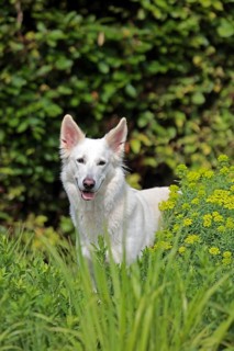 White Swiss Shepherd Dog