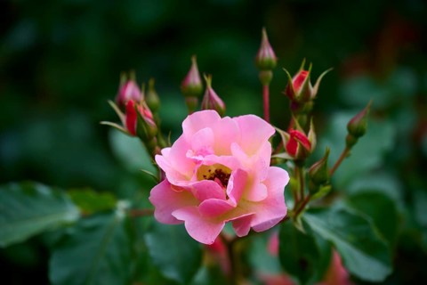 A delicate pink rose blossom with buds in close-up against a background of green leaves,