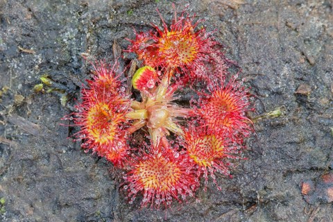 Common sundew (Drosera rotundifolia), complete plant with inflorescence from above, on peat, fully