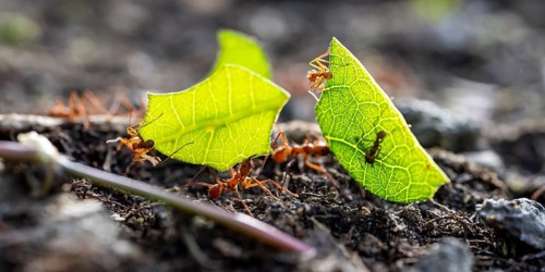 Leafcutter ants carrying leaves, ant trail, Tortuguero National Park, Costa Rica, Central America