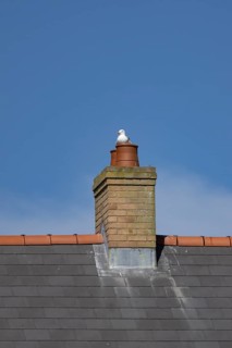 Herring gull (Larus argentatus) adult bird sitting on an urban house chimney pot, England, United