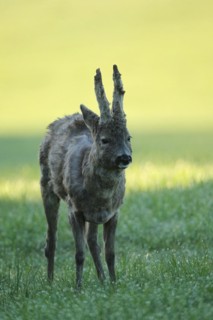 European roe deer (Capreolus capreolus) buck with shaggy winter coat and long velvet horns in a