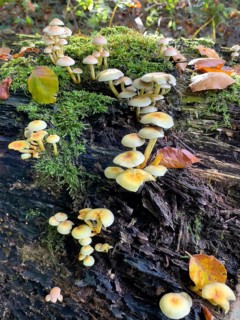Colony of poisonous mushroom poisonous mushroom Sulphur tuft (Hypholoma fasciculare) Leafy mushroom